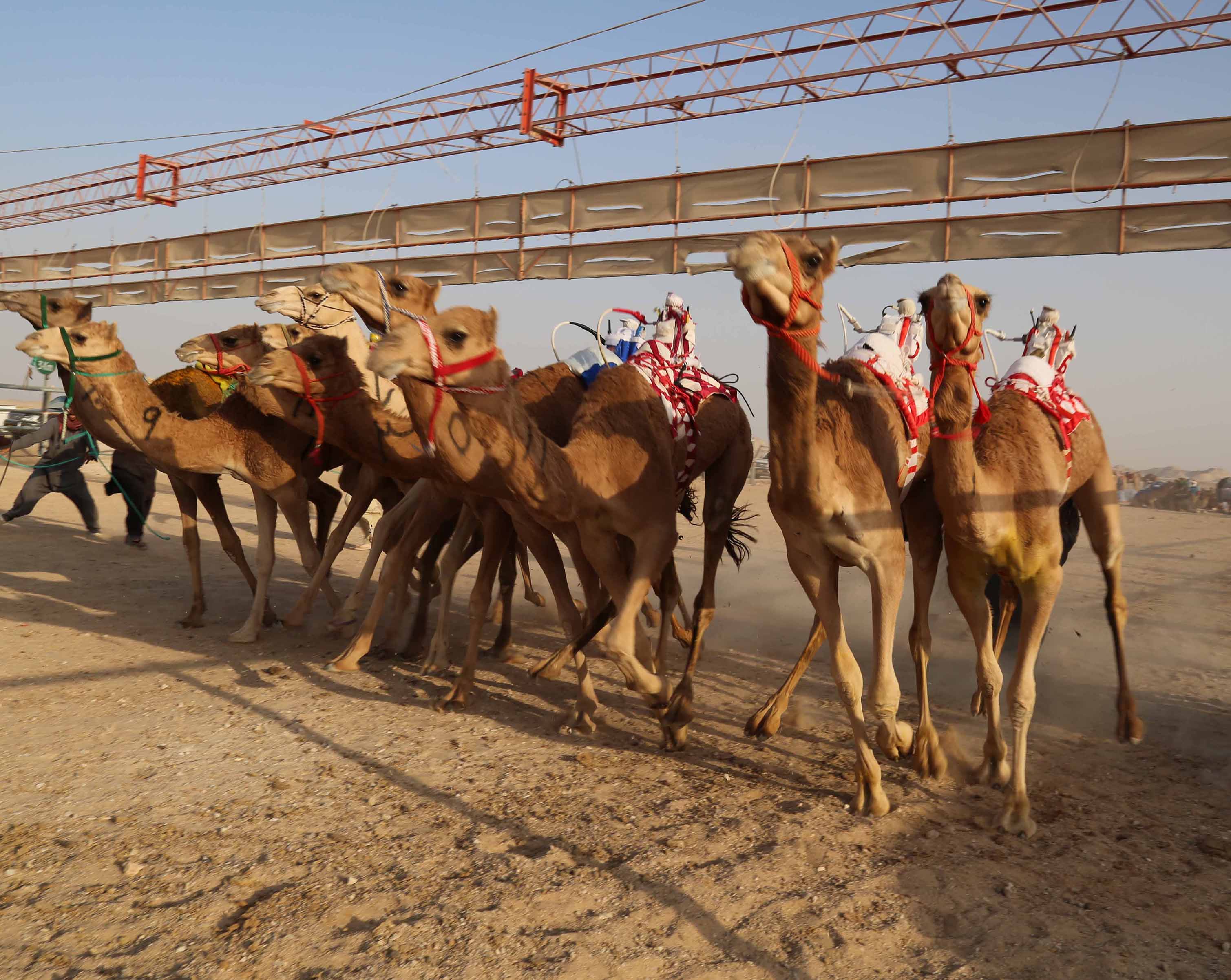 فعاليات المهرجان السنوي لسباقات الهجن الأهلية في محافظة ظفار